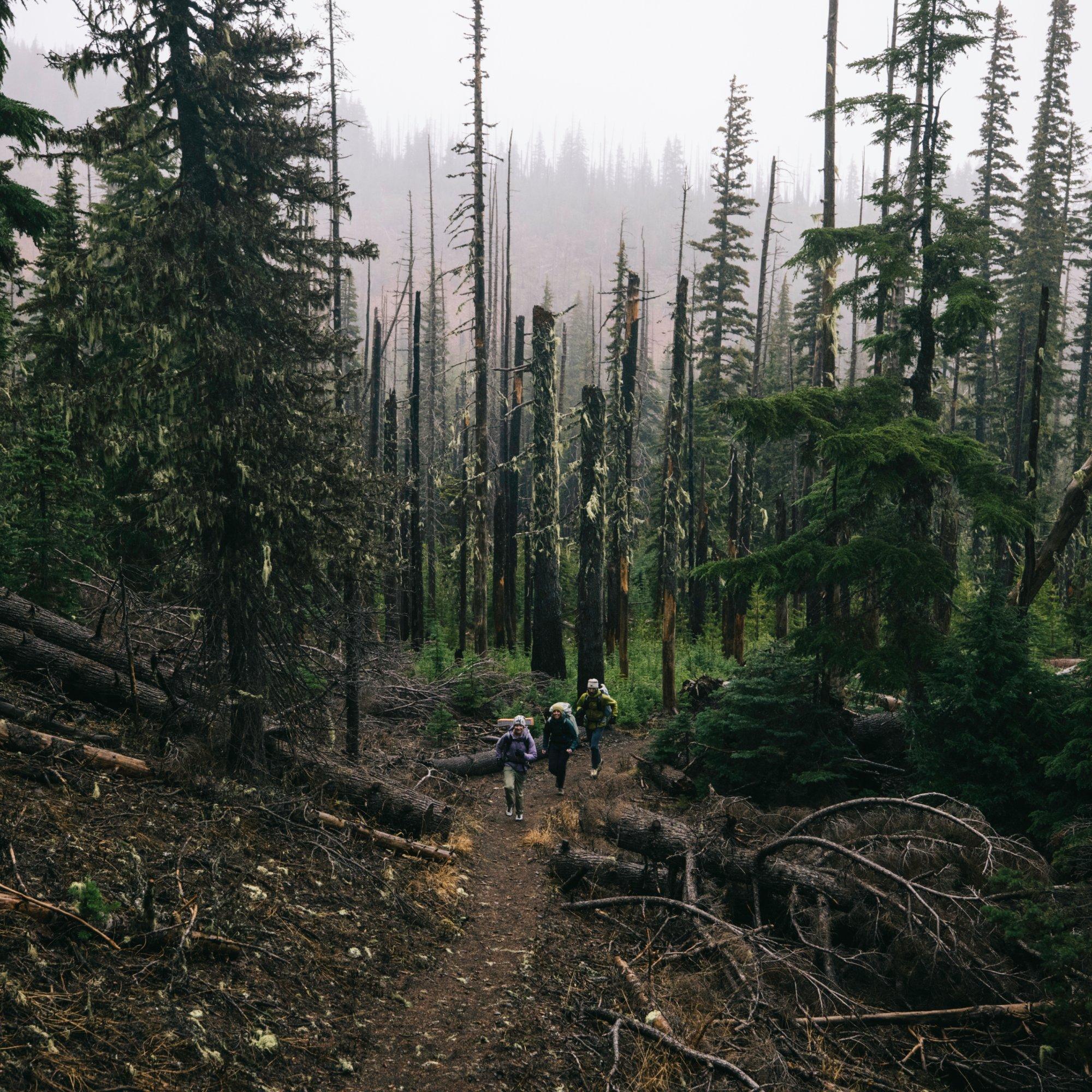 Layered up head to toe, three backpackers joyfully march through downed trees flanked by towering evergreens.
