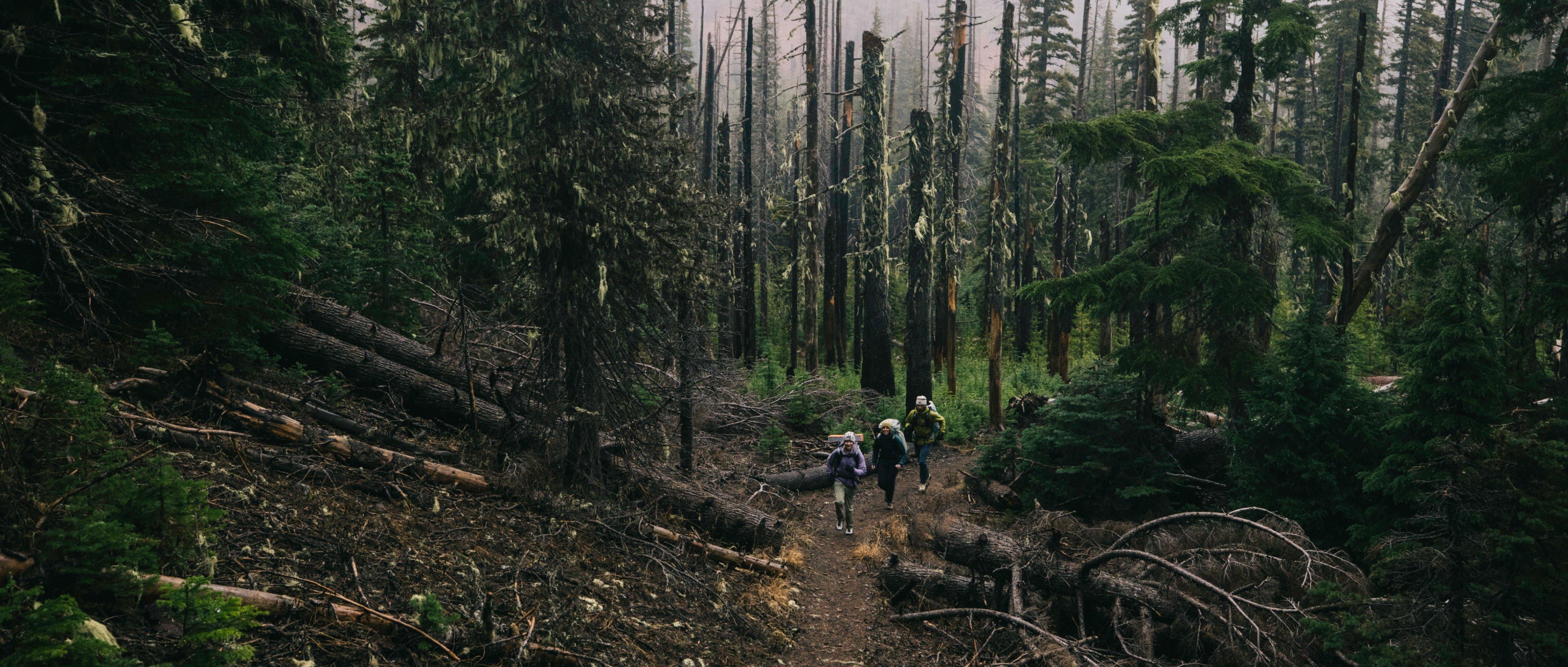 Layered up head to toe, three backpackers joyfully march through downed trees and towering evergreens.